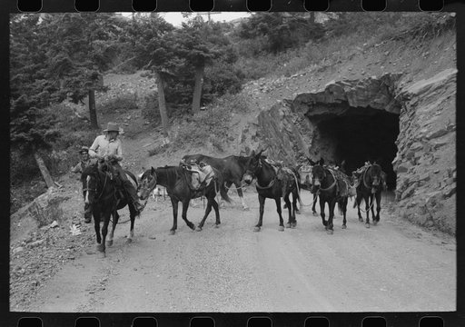 Untitled photo, possibly related to: Sheepherders and their horses moving camp from summer to winter range. Ouray County, Colorado