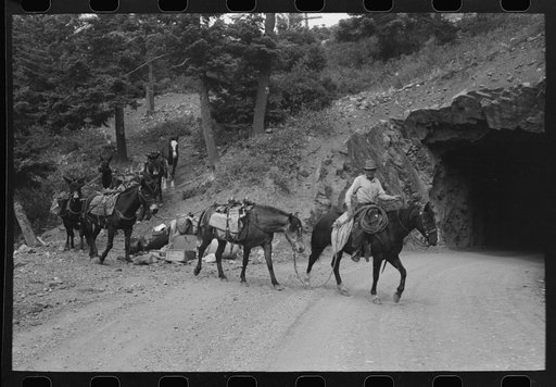 Sheepherders and their horses moving camp from summer to winter range. Ouray County, Colorado