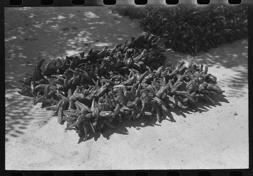 Chili drying, Isletta, New Mexico