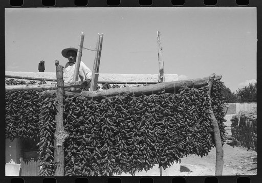 Chili peppers being dried, Isletta, New Mexico