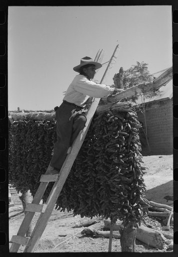 Hanging up chili peppers for drying, Isletta, New Mexico
