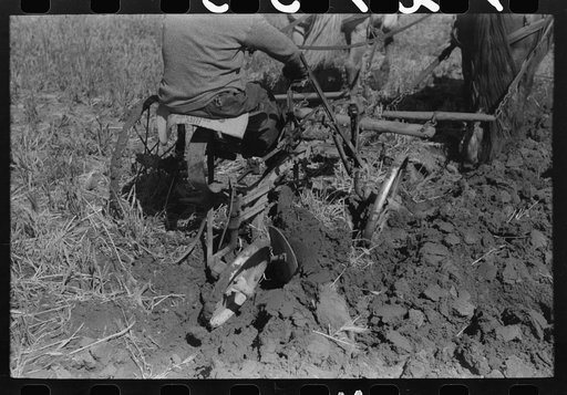 Farmer in Amimas River Valley plowing, La Plata County, Colorado