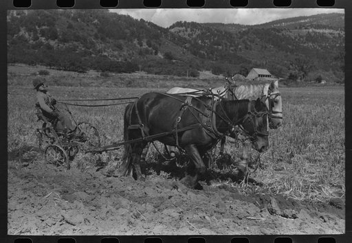 Untitled photo, possibly related to: Farmer in Amimas River Valley plowing, La Plata County, Colorado