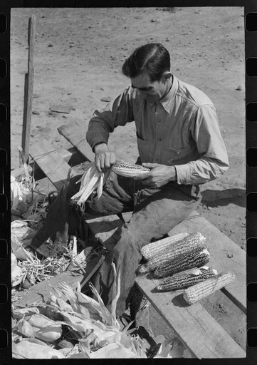 Farmer of Spanish extraction husking corn, Concho, Arizona
