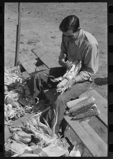 Untitled photo, possibly related to: Farmer of Spanish extraction husking corn, Concho, Arizona