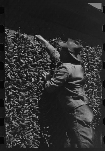 Untitled photo, possibly related to: Chili peppers drying on side of adobe house, Concho, Arizona