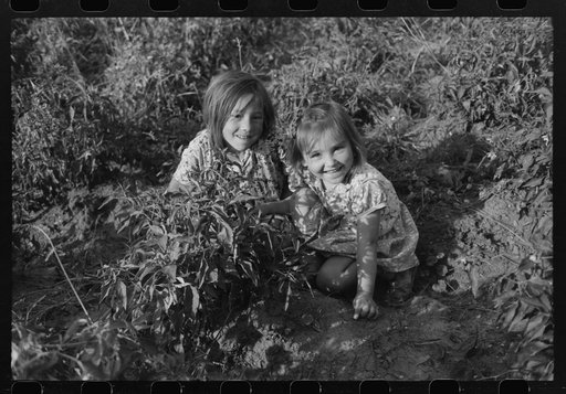 Children of farmers in chili pepper field, Concho, Arizona