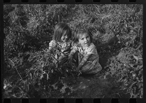 Untitled photo, possibly related to: Children of farmers in chili pepper field, Concho, Arizona