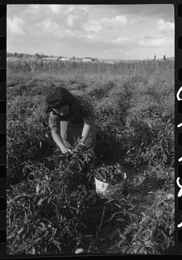 Untitled photo, possibly related to: Spanish farmer's wife and daughter picking chili peppers, Concho, Arizona