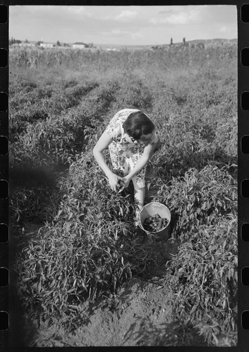 Untitled photo, possibly related to: Spanish farmer's wife and daughter picking chili peppers, Concho, Arizona