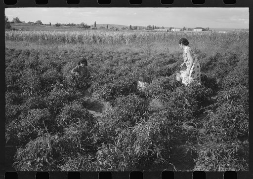 Spanish farmer's wife and daughter picking chili peppers, Concho, Arizona