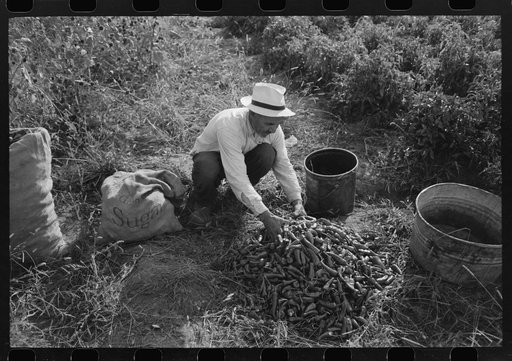 Sorting chili peppers before drying, Concho, Arizona
