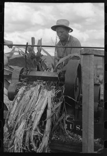 Mormon farmer extracting juice from cane, Ivins, Washington County, Utah