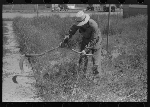 Farmer worker cutting weeds at the FSA (Farm Security Administration) labor camp. Caldwell, Idaho