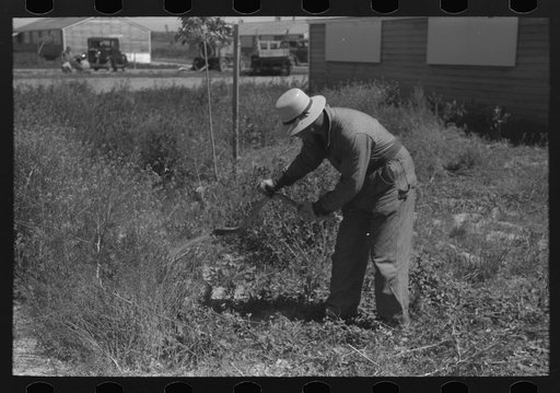 Untitled photo, possibly related to: Farmer worker cutting weeds at the FSA (Farm Security Administration) labor camp. Caldwell, Idaho