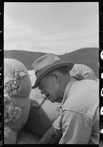 Untitled photo, possibly related to: Checkers at sheep shearing outfit, Malheur County, Oregon
