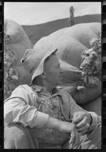 Sheep shearer, bags of wool in the background, Malheur County, Oregon
