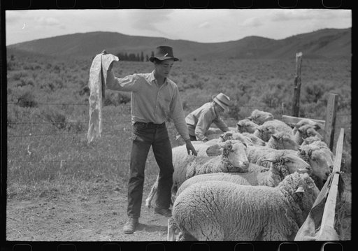 Untitled photo, possibly related to: Driving sheep into shearing pen, Malheur County, Oregon