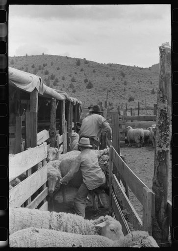 Driving sheep into shearing pen, Malheur County, Oregon