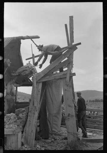 Tossing fleece into wool bag, sheep shearing time in Malheur County, Oregon