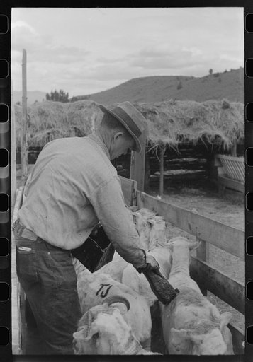 Marking freshly shorn sheep. Malheur County, Oregon