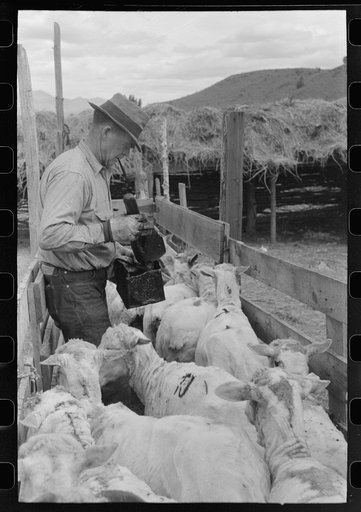 Marking freshly shorn sheep in Malheur County, Oregon