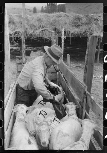 Untitled photo, possibly related to: Marking freshly shorn sheep. Malheur County, Oregon
