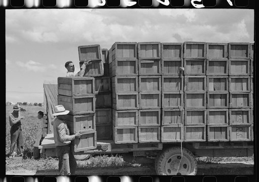Packing crates of peas onto truck. They will be taken into town and packed for shipment. Contractor's pea pickers camp. Nampa, Idaho