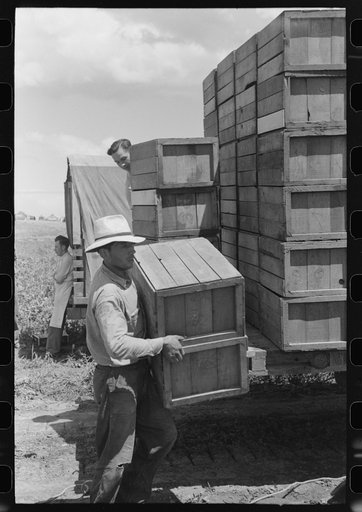 Packing crates of peas onto truck. They will be taken into town and packed for shipment. Contractor's pea pickers camp. Nampa, Idaho