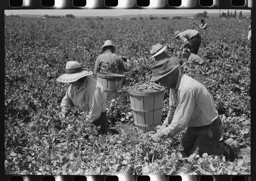 Picking peas. Nampa, Idaho. These people live in the contractor's pea pickers camp