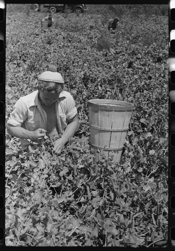 Picking peas. Nampa, Idaho. These people live in the contractor's pea pickers camp