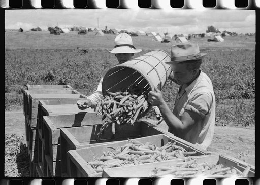 When peas are picked they are put in hampers. The hampers are emptied into crates to be carried into town. Nampa, Idaho