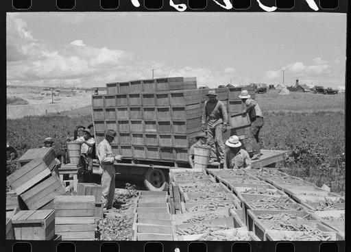 Untitled photo, possibly related to: Crates of freshly-picked green peas. Nampa, Idaho