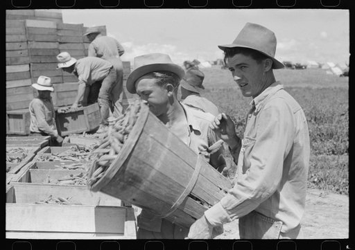 Untitled photo, possibly related to: When peas are picked they are put in hampers. The hampers are emptied into crates to be carried into town. Nampa, Idaho