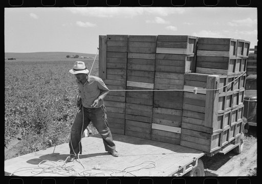 Tying crates of peas on truck at the contractor's pea pickers outfit. Nampa, Idaho