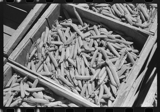 Green peas in crate. Nampa, Idaho
