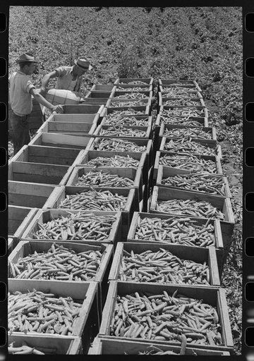 Crates of freshly-picked green peas. Nampa, Idaho