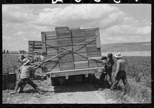Untitled photo, possibly related to: Tying crates of peas on truck at the contractor's pea pickers outfit. Nampa, Idaho