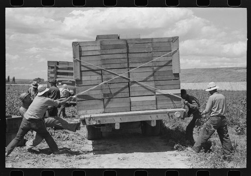 Tying crates of peas on truck at the farm for transporting to town where they will be packed for shipment. Nampa, Idaho. This is the part of the labor contractor's crew