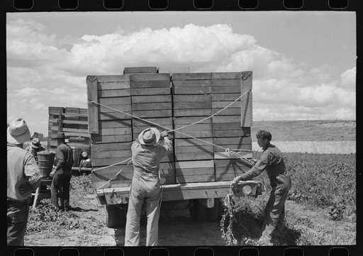 Untitled photo, possibly related to: Tying crates of peas on truck at the contractor's pea pickers outfit. Nampa, Idaho