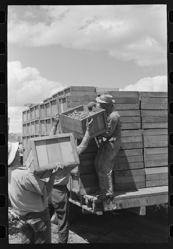 Untitled photo, possibly related to: Tying crates of peas on truck for transporting to town where they will be packed for shipment. Nampa, Idaho
