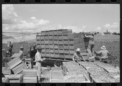 Tying crates of peas on truck for transporting to town where they will be packed for shipment. Nampa, Idaho