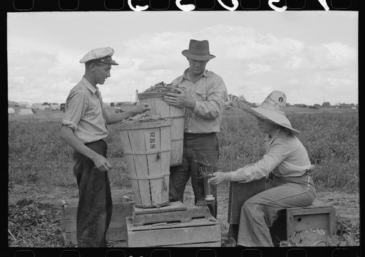 Weighing hamper of peas. Nampa, Idaho. This is part of the labor contractor's crew. If you want to be paid on this job you pick a full hamper