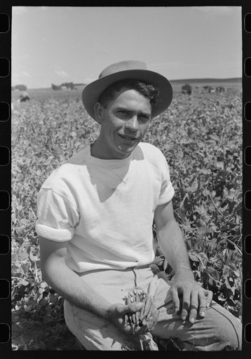 Pea picker who travels with labor contractor. Nampa, Idaho