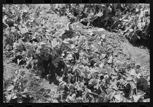 Pea vines. Nampa, Idaho