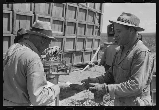 Untitled photo, possibly related to: Tying crates of peas on truck for transporting to town where they will be packed for shipment. Nampa, Idaho