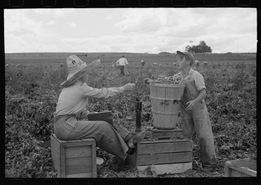 Weighing hamper of peas, Nampa, Idaho. This is part of the labor contractor's crew