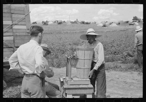 Untitled photo, possibly related to: Weighing hamper of peas, Nampa, Idaho. This is part of the labor contractor's crew