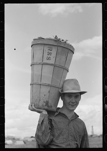 Pea picker with hamper of peas. Nampa, Idaho