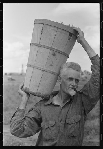 Pea picker with hamper of peas, Nampa, Idaho